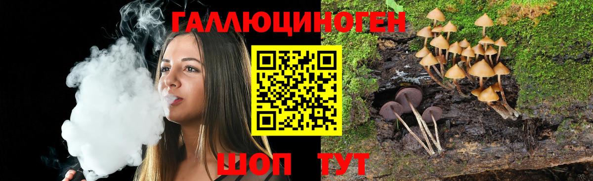 Псилоцибиновые грибы Psilocybine cubensis Владимир